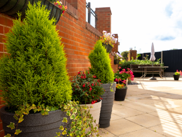 Close up photos of plants and flowers in a communal garden