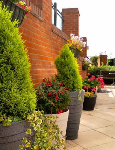 Close up photos of plants and flowers in a communal garden 