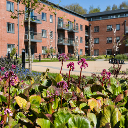 The exterior of Lady Ida Lodge with flowers bordering the path and external gardens