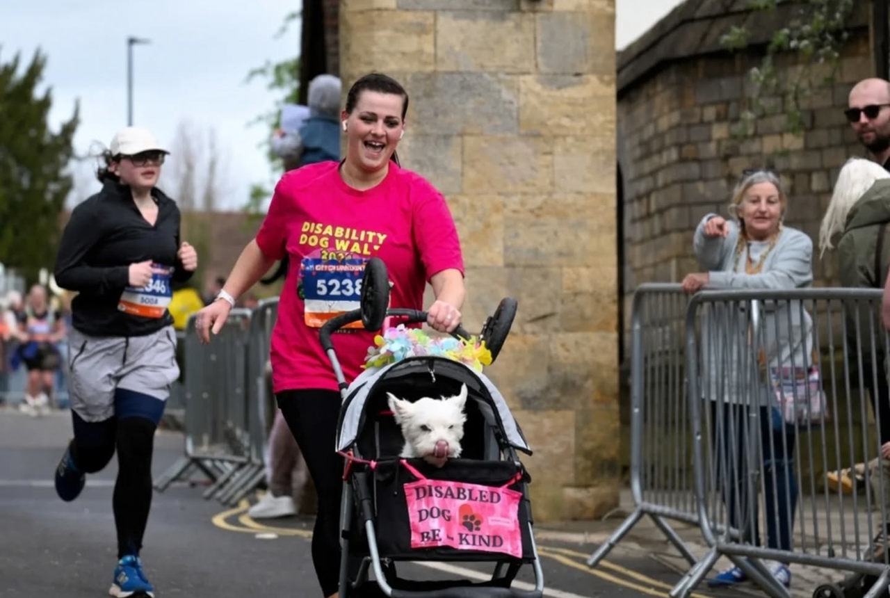 A woman pushes a disabled dog in a buggy
