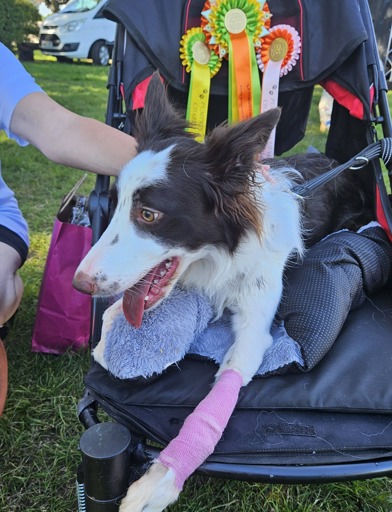 A disabled dog in a buggy 
