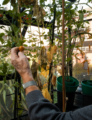A resident spending time in the greenhouse in one of the communal gardens 