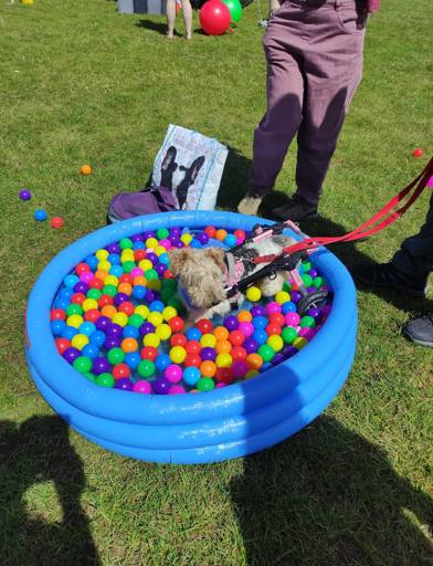 A disabled dog with wheels in a ball pit 