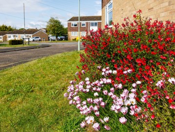Stunning and vibrant flours in an garden plot