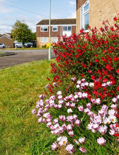Stunning and vibrant flours in an garden plot 