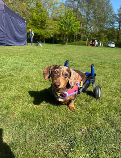 A disabled dog with wheels 