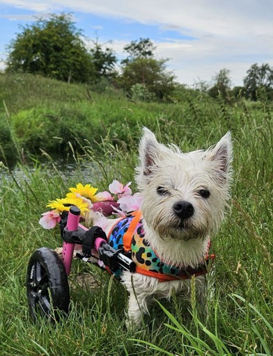 A disabled dog with wheels 