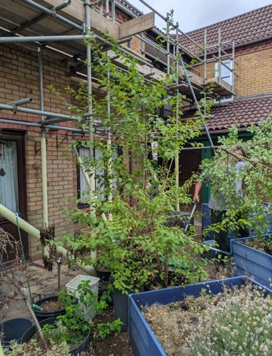 garden planters 