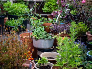 Plants growing in pots in the communal garden