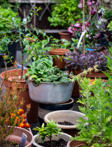Plants growing in pots in the communal garden 
