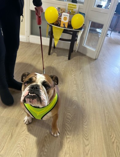 A small Bulldog in a harness looking at the camera 