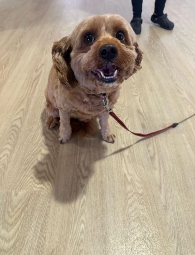 A small brown dog smiling at the camera 