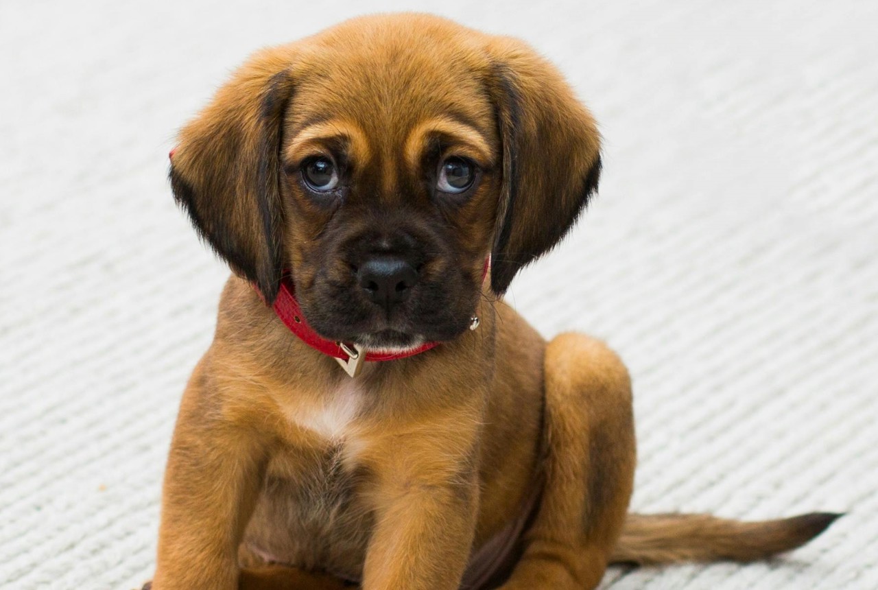 Pet Friendly Homes Resident Handbook Puppy Square