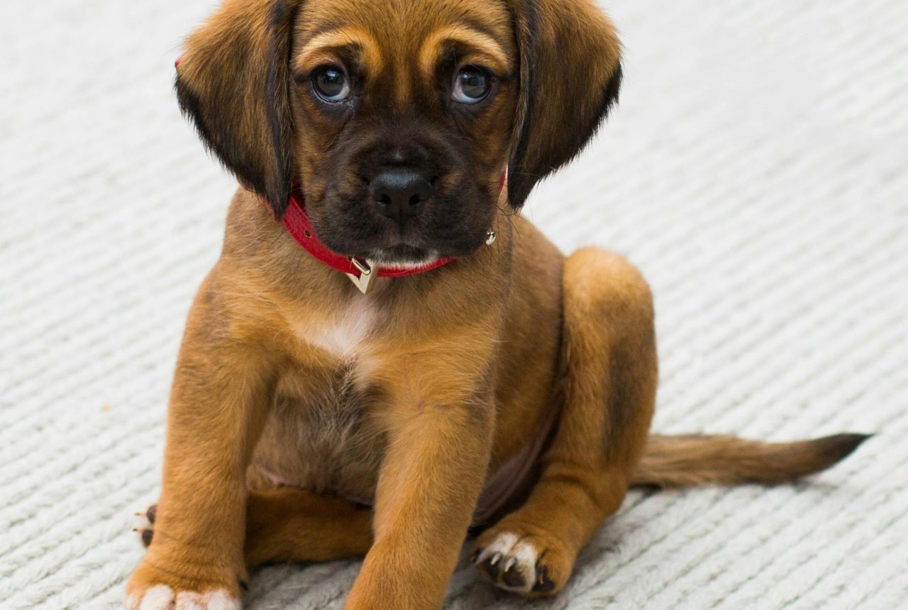 Pet Friendly Homes Resident Handbook Puppy Square