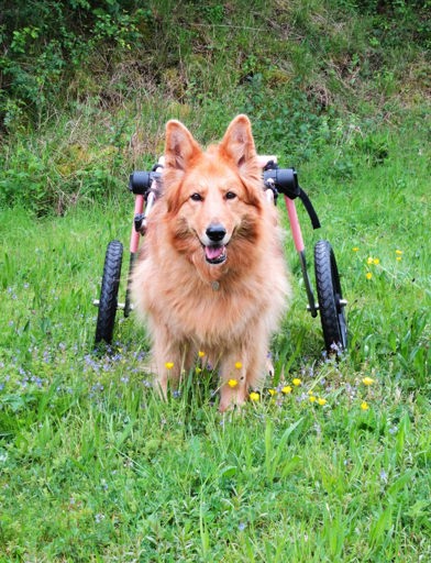 A disabled dog with wheels 