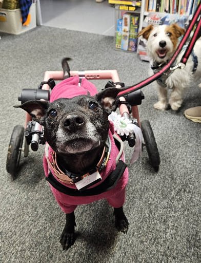 A disabled dog with wheels 
