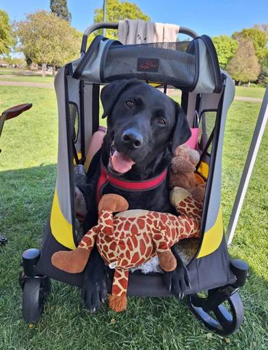 A disabled dog in a buggy 