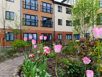Close up of tulips in the garden area outside Queensridge Court