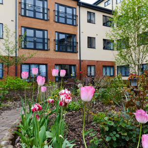 Close up of tulips in the garden area outside Queensridge Court