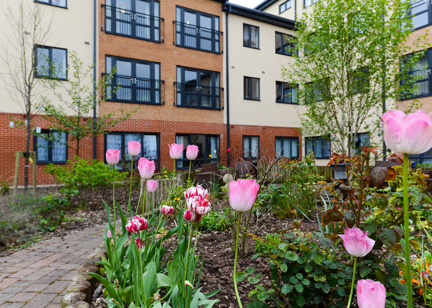 Close up of tulips in the garden area outside Queensridge Court