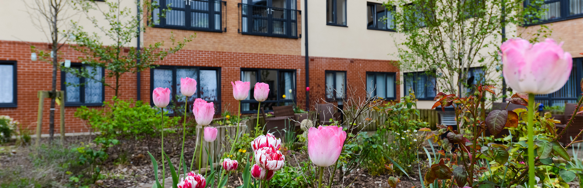 Close up of tulips in the garden area outside Queensridge Court