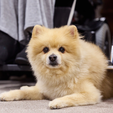 Dog lying at owner's feet