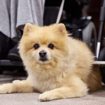 Dog lying at owners feet