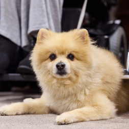 Dog lying at owner's feet