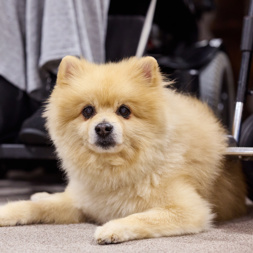 Dog lying at owners feet