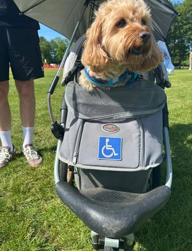A disabled dog in a buggy 