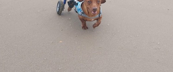 A disabled dog with wheels