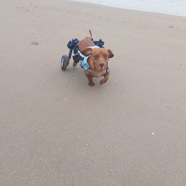 A disabled dog with wheels