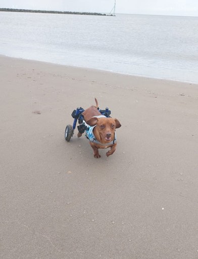A disabled dog with wheels 