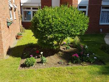 Communal garden area with plants, small tree and flowers at Amos Court