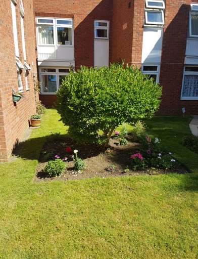 Communal garden area with plants, small tree and flowers at Amos Court