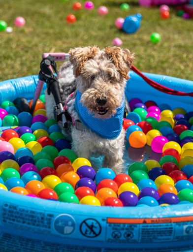 A disabled dog with wheels in a ball pit 