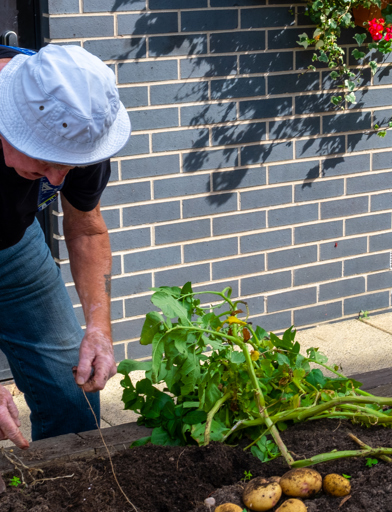 A residents tending to some home grown potatoes in the communal garden