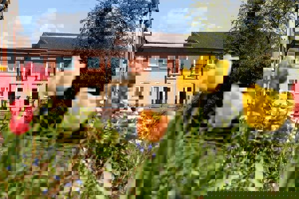 A close-up of some tulips in the garden at Chatham Place