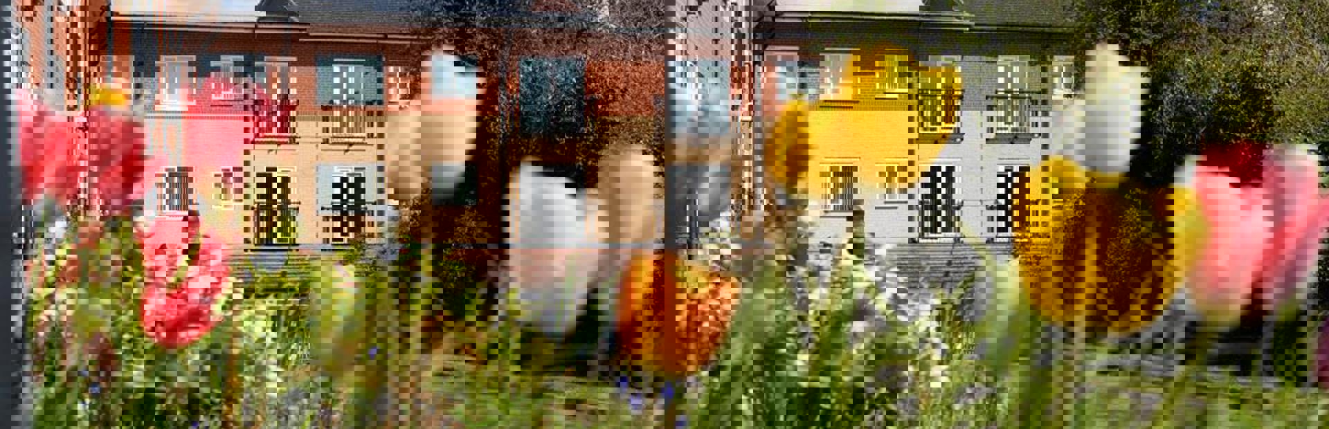 A close-up of some tulips in the garden at Chatham Place