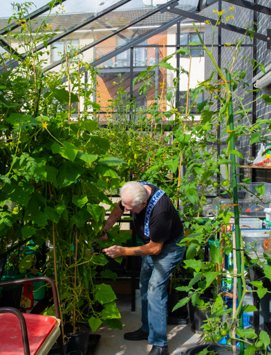 A male resident in the communal greenhouse looking after some home grown vegetables