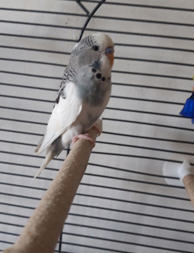 Resident_photo_budgie_called_Ziggy
