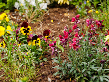  Close up of yellow and pink flowers in Green Lane View gardens