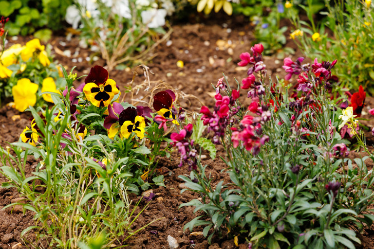  Close up of yellow and pink flowers in Green Lane View gardens