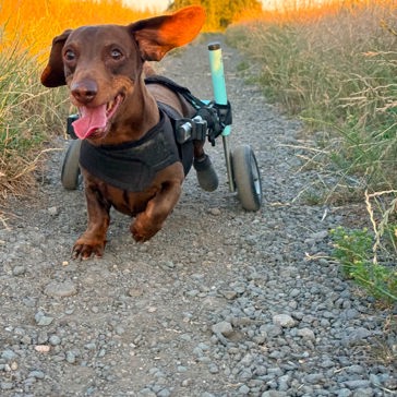 A disabled dog with wheels