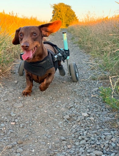 A disabled dog with wheels 