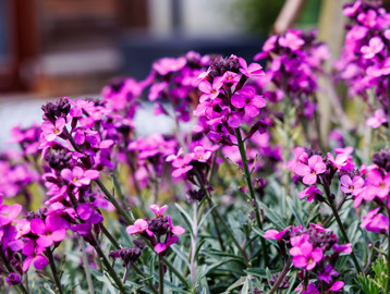 Close-up of purple flowers growing in the Mere View garden