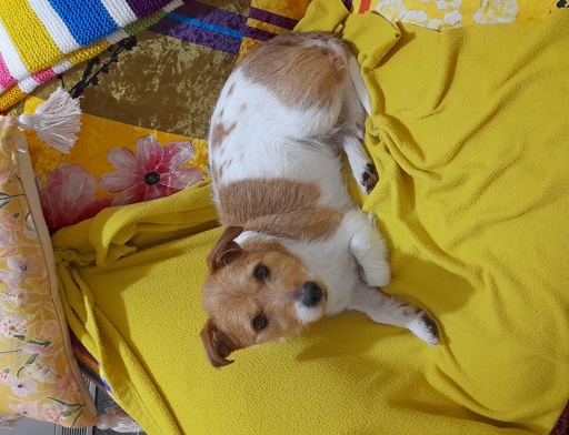 Resident_photo_Tom_the_dog 