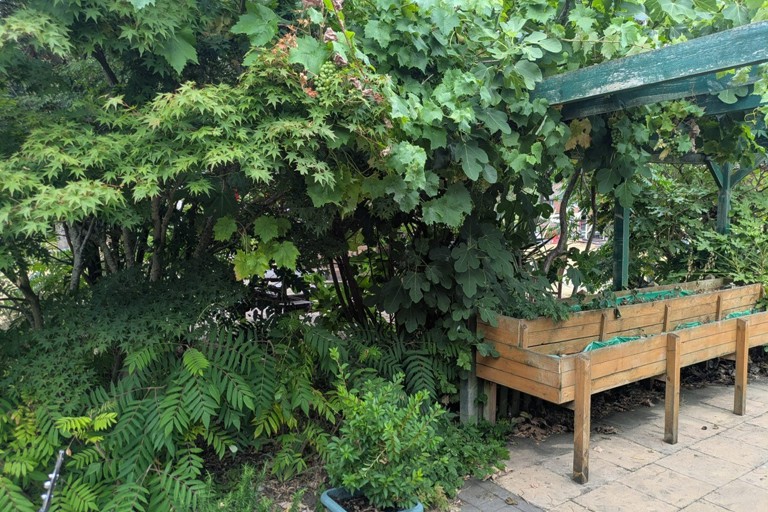 Garden hedging