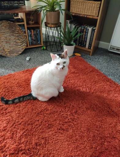 Resident_photo_white_cat 