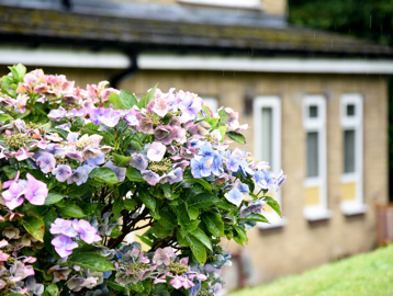 A close-up photo of some flowers in the gardens
